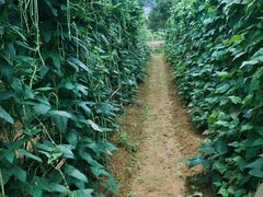 -帐篷客·溪龙茶谷度假酒店