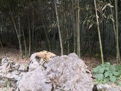-杭州植物园