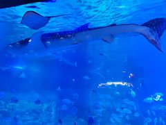 -烟台海昌鲸鲨海洋公园