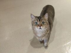 -藏猫猫咖啡主题馆(中央大道店)