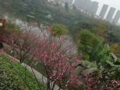 -重庆彩云湖湿地公园