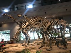 -自贡恐龙博物馆