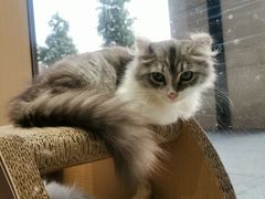 -瞄一喵猫咖(格力海岸店)