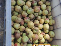 -苏家坨柳林村二月兰花海