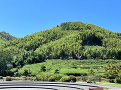 -陆羽泡的茶(集散中心店)