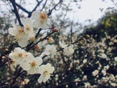 -玉树公园