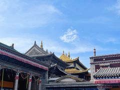 -塔尔寺菩提树