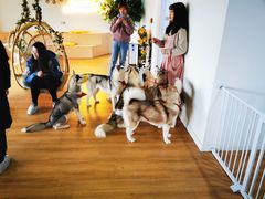 -Husky Go! 哈士奇体验馆·宠物咖啡厅狗咖