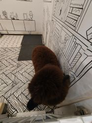 -神奇动物撸宠馆·羊驼·小浣熊·异宠(豫园店)
