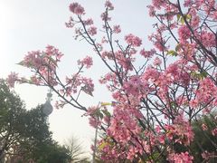 -文华公园(禅城区)