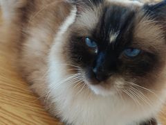 -Let's go狗咖·猫咖·奶狗·桌游(春熙路IFS店)