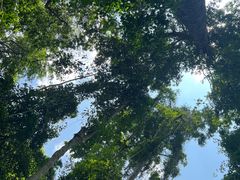 -西双版纳原始森林公园