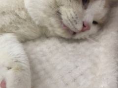 -贝利宠物医院·骨科·眼科·肿瘤转诊中心(南坪诊疗中心)