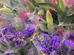 -越秀西湖花市(广州城市广场花卉店)