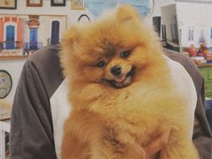 -柯斗斗主题餐厅·狗咖·围炉煮茶·茶饮(国瑞升平里店)