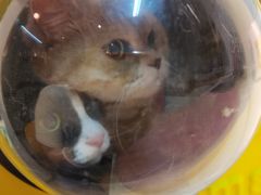 -御宝贝·A梦猫科宠物医院(国际猫友好医院)