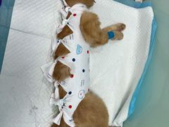 -纳吉亚猫专科动物医院博雅分院