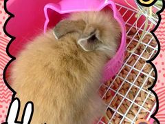 -彩虹桥宠物火化殡葬善终服务(金乐大厦店)