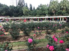 -人民公园(罗湖区)