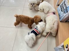 -翊宠yipet猫狗购宠庄园犬舍•猫舍