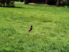 -墨尔本皇家植物园