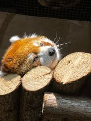 -Zoolung Zoolung动物主题公园(海信广场店)