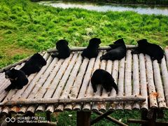 -黑瞎子岛探秘野熊园