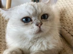 -喵屿·大理花园猫咖