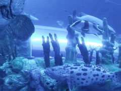 -珠海长隆海洋王国
