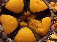 -和·铁板烧·OMAKASE(望京昆泰嘉晟酒店)