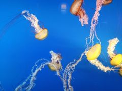 -太平洋海底世界