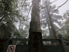 -天目山大树王景区