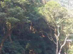 -黄埔油麻山森林公园