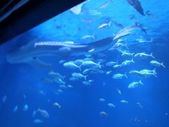 -烟台海昌鲸鲨海洋公园