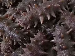 -晓芹海参(榆树店)