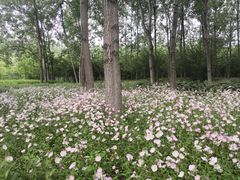 -溱湖国家湿地公园