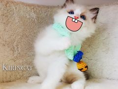 -70cat德文卷毛猫·缅因猫纯种猫舍