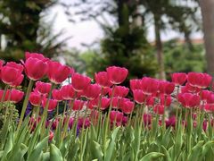 -深圳市中科院仙湖植物园