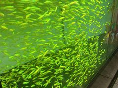 -中环花鸟鱼虫市场