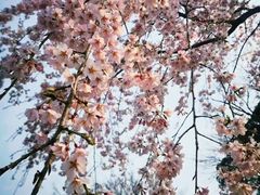 -醍醐寺