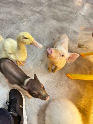 -神奇动物撸宠馆·羊驼·小浣熊·异宠(豫园店)
