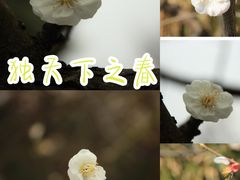 -南京古林公园