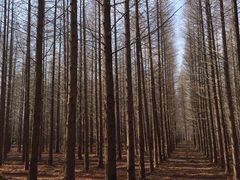 -黄海国家森林公园