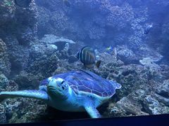 -海合安青岛极地海洋公园