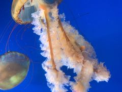 -太平洋海底世界