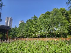 -重庆彩云湖湿地公园