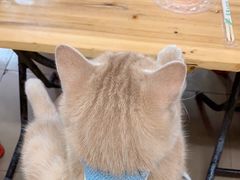 -威邵鸡煲(西华路总店)