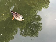 -西湖游船