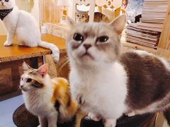 -猫色咖啡·猫咖