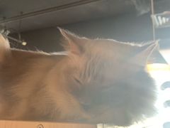 -Cappucimeow猫咪咖啡馆(韦伯时代店)